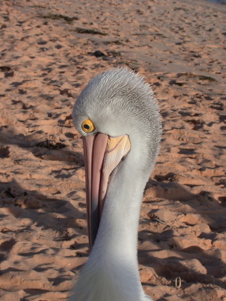 Pelican
